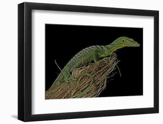 Varanus Prasinus (Emerald Monitor)-Paul Starosta-Framed Photographic Print