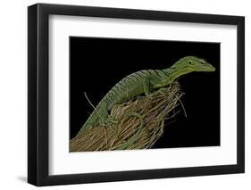 Varanus Prasinus (Emerald Monitor)-Paul Starosta-Framed Photographic Print