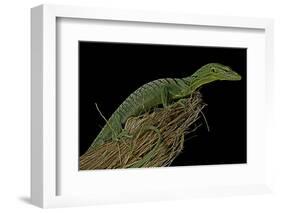 Varanus Prasinus (Emerald Monitor)-Paul Starosta-Framed Photographic Print