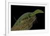 Varanus Prasinus (Emerald Monitor)-Paul Starosta-Framed Photographic Print