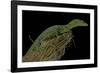 Varanus Prasinus (Emerald Monitor)-Paul Starosta-Framed Photographic Print