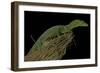 Varanus Prasinus (Emerald Monitor)-Paul Starosta-Framed Photographic Print