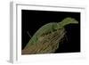 Varanus Prasinus (Emerald Monitor)-Paul Starosta-Framed Photographic Print