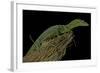 Varanus Prasinus (Emerald Monitor)-Paul Starosta-Framed Photographic Print