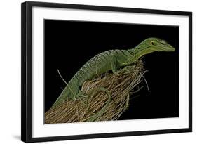 Varanus Prasinus (Emerald Monitor)-Paul Starosta-Framed Photographic Print