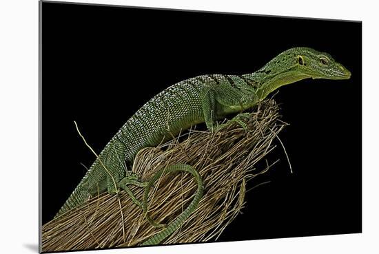 Varanus Prasinus (Emerald Monitor)-Paul Starosta-Mounted Photographic Print