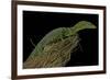 Varanus Prasinus (Emerald Monitor)-Paul Starosta-Framed Photographic Print