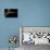 Varanus Rudicollis (Roughneck Monitor)-Paul Starosta-Stretched Canvas displayed on a wall