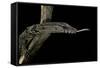 Varanus Rudicollis (Roughneck Monitor)-Paul Starosta-Framed Stretched Canvas