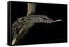 Varanus Rudicollis (Roughneck Monitor)-Paul Starosta-Framed Stretched Canvas