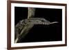 Varanus Rudicollis (Roughneck Monitor)-Paul Starosta-Framed Photographic Print