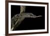 Varanus Rudicollis (Roughneck Monitor)-Paul Starosta-Framed Photographic Print