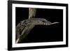 Varanus Rudicollis (Roughneck Monitor)-Paul Starosta-Framed Photographic Print