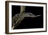 Varanus Rudicollis (Roughneck Monitor)-Paul Starosta-Framed Photographic Print