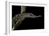 Varanus Rudicollis (Roughneck Monitor)-Paul Starosta-Framed Photographic Print