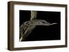 Varanus Rudicollis (Roughneck Monitor)-Paul Starosta-Framed Photographic Print