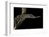 Varanus Rudicollis (Roughneck Monitor)-Paul Starosta-Framed Photographic Print