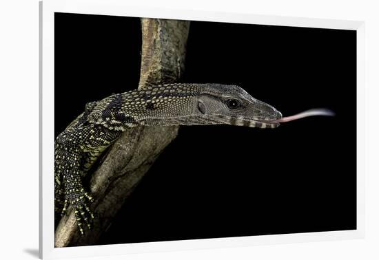 Varanus Rudicollis (Roughneck Monitor)-Paul Starosta-Framed Photographic Print