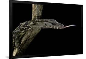 Varanus Rudicollis (Roughneck Monitor)-Paul Starosta-Framed Photographic Print