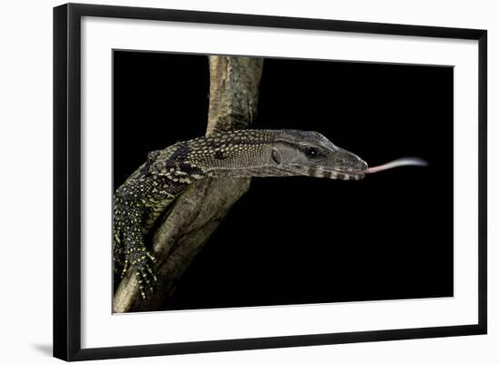 Varanus Rudicollis (Roughneck Monitor)-Paul Starosta-Framed Photographic Print