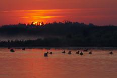 Flock of Coot (Fulica Atra) on Lake at Sunset, Pusztaszer, Hungary, May 2008-Varesvuo-Photographic Print