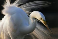 White Spoonbill (Platalea Leucorodia) Portrait, Pusztaszer, Hungary, May 2008-Varesvuo-Photographic Print