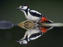 Great Spotted Woodpecker (Dendrocopus Major) at Water, Pusztaszer, Hungary, May 2008-Varesvuo-Photographic Print