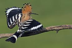 Great Spotted Woodpecker (Dendrocopus Major) at Water, Pusztaszer, Hungary, May 2008-Varesvuo-Photographic Print