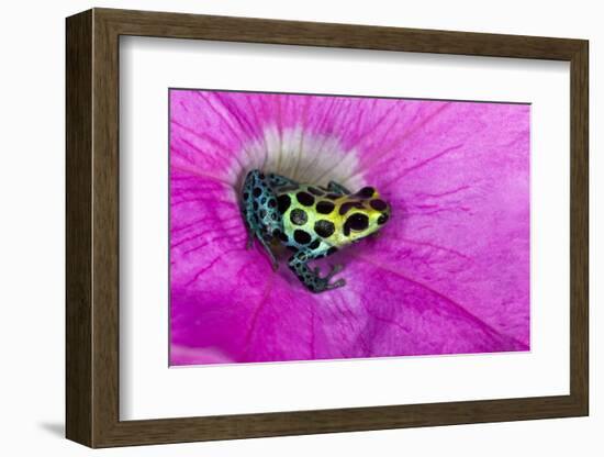 Variabilis spotted frog, Amazon basin-Adam Jones-Framed Photographic Print