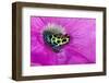 Variabilis spotted frog, Amazon basin-Adam Jones-Framed Photographic Print