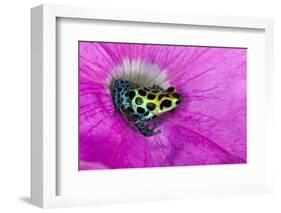 Variabilis spotted frog, Amazon basin-Adam Jones-Framed Photographic Print