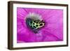 Variabilis spotted frog, Amazon basin-Adam Jones-Framed Photographic Print