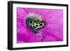 Variabilis spotted frog, Amazon basin-Adam Jones-Framed Photographic Print