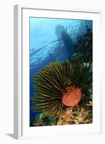 Variable Bushy Feather Star, Gorontalo, Sulawesi, Indonesia-null-Framed Photographic Print