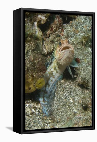 Variable Jawfish-Hal Beral-Framed Stretched Canvas