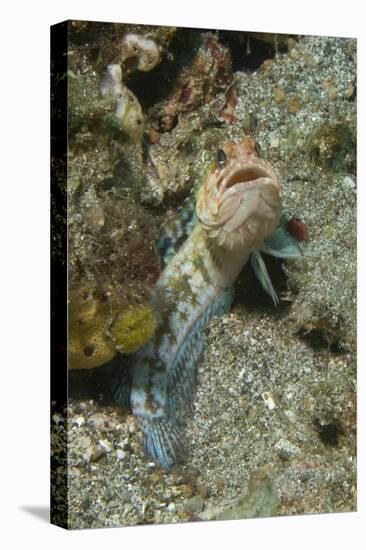 Variable Jawfish-Hal Beral-Stretched Canvas