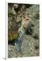 Variable Jawfish-Hal Beral-Framed Premium Photographic Print