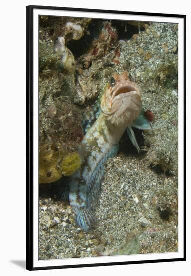 Variable Jawfish-Hal Beral-Framed Premium Photographic Print