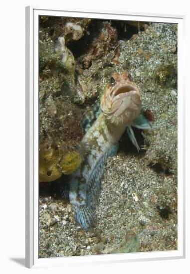 Variable Jawfish-Hal Beral-Framed Premium Photographic Print