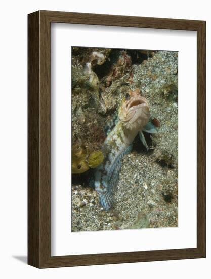 Variable Jawfish-Hal Beral-Framed Photographic Print