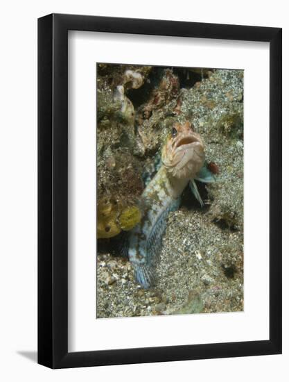 Variable Jawfish-Hal Beral-Framed Photographic Print