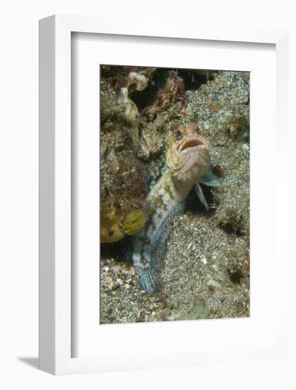 Variable Jawfish-Hal Beral-Framed Photographic Print