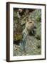 Variable Jawfish-Hal Beral-Framed Photographic Print