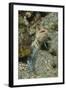Variable Jawfish-Hal Beral-Framed Photographic Print
