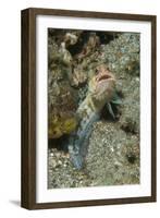 Variable Jawfish-Hal Beral-Framed Photographic Print