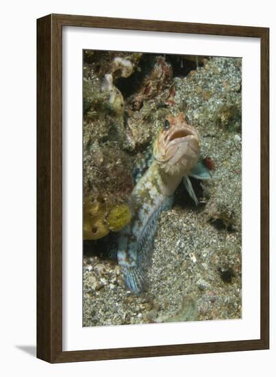 Variable Jawfish-Hal Beral-Framed Photographic Print