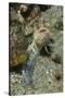 Variable Jawfish-Hal Beral-Stretched Canvas