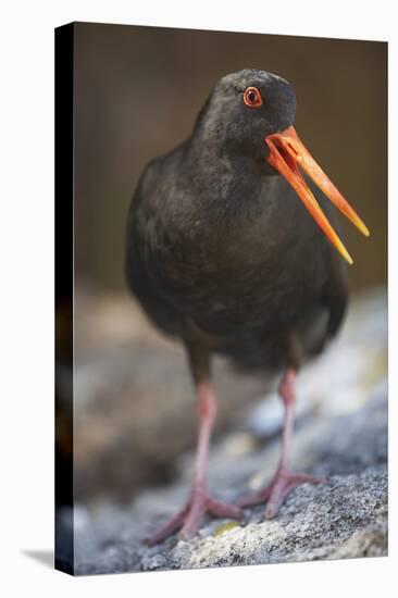 Variable Oystercatcher-null-Stretched Canvas