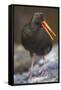 Variable Oystercatcher-null-Framed Stretched Canvas