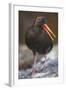 Variable Oystercatcher-null-Framed Photographic Print